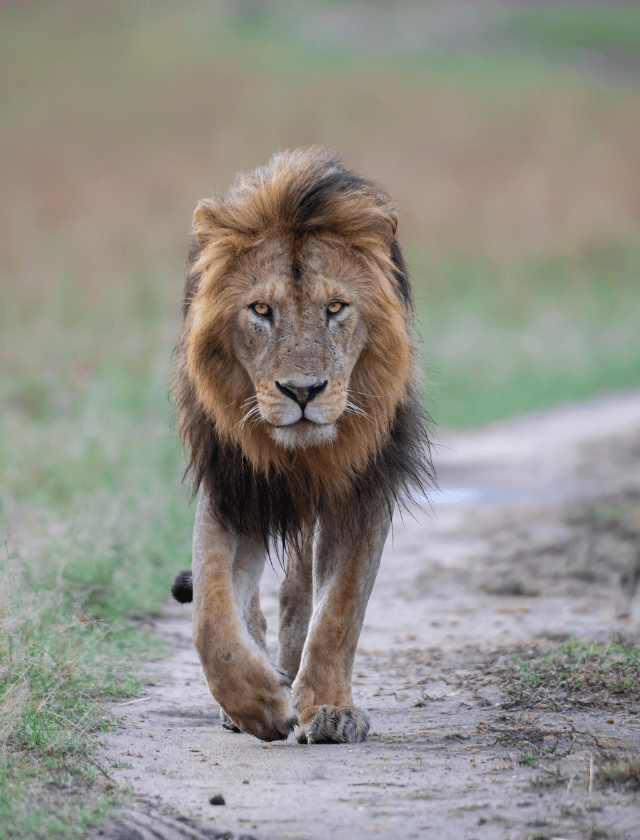 African Lion