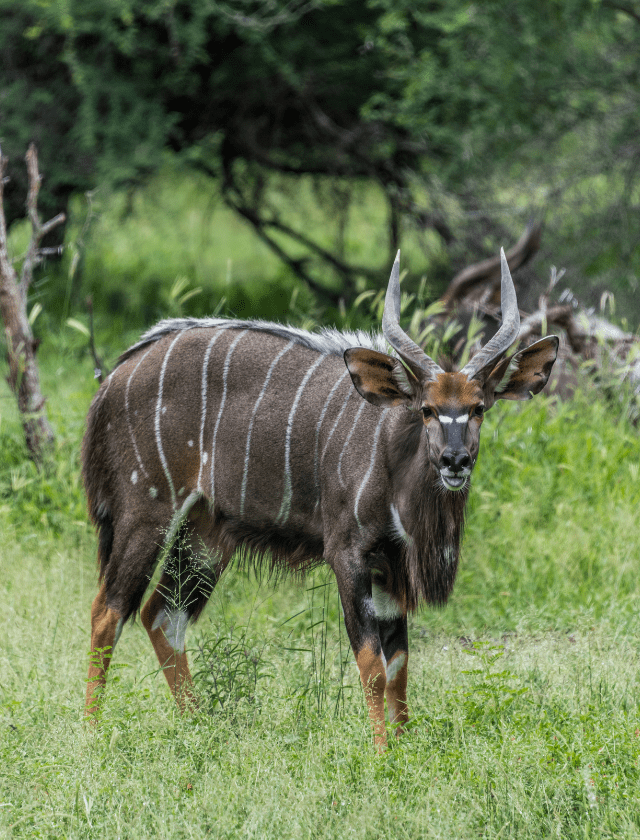 Nyala