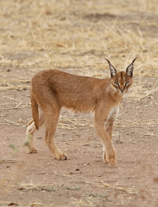 Caracal