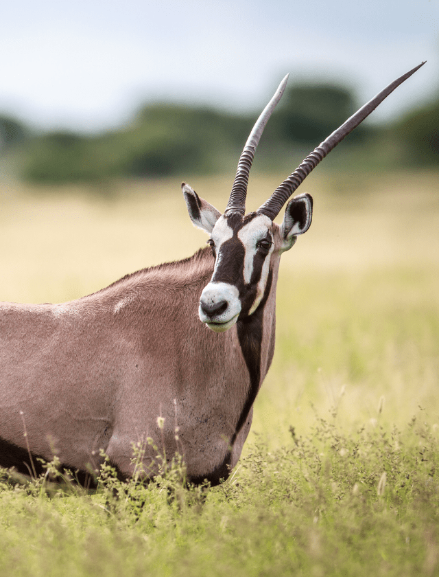 Gemsbuck