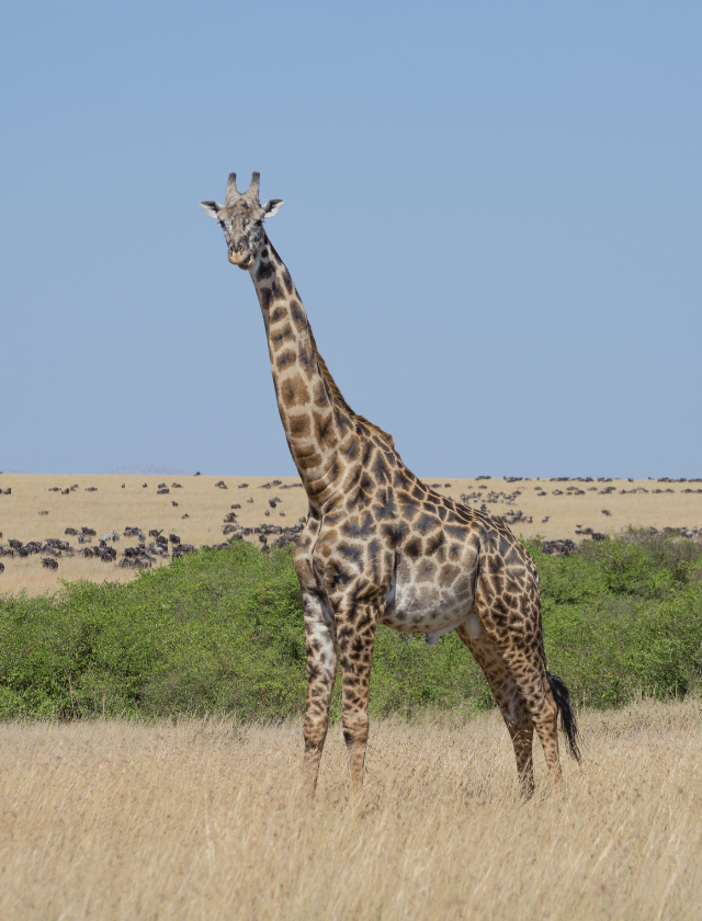 Giraffe