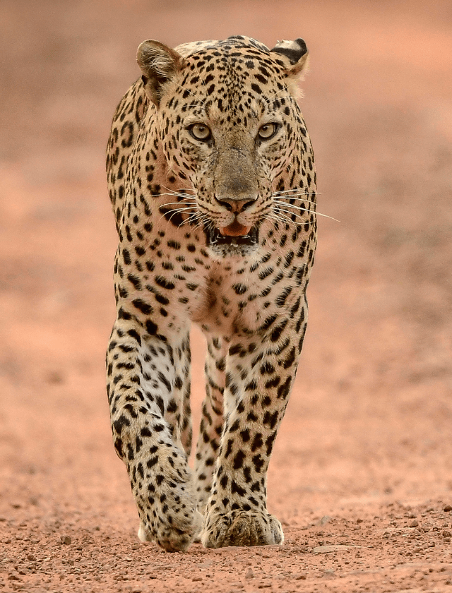 Leopard