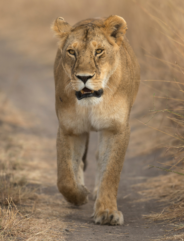 Lioness (640 x 840)