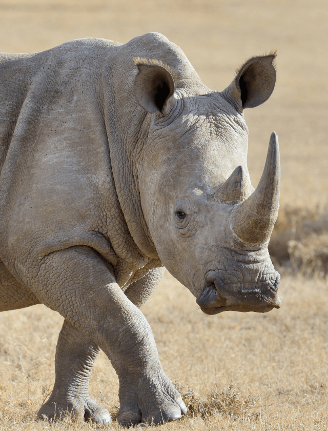 Rhino