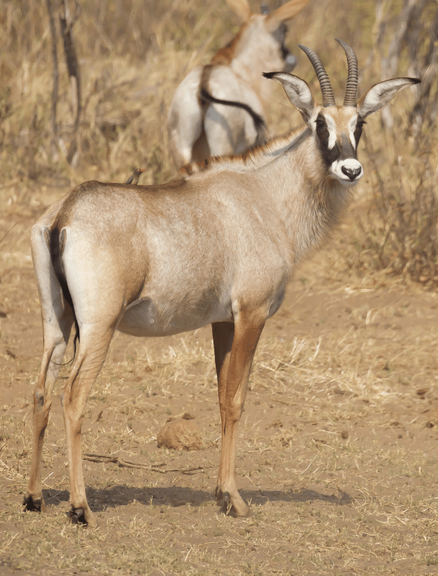 Roan Antelope
