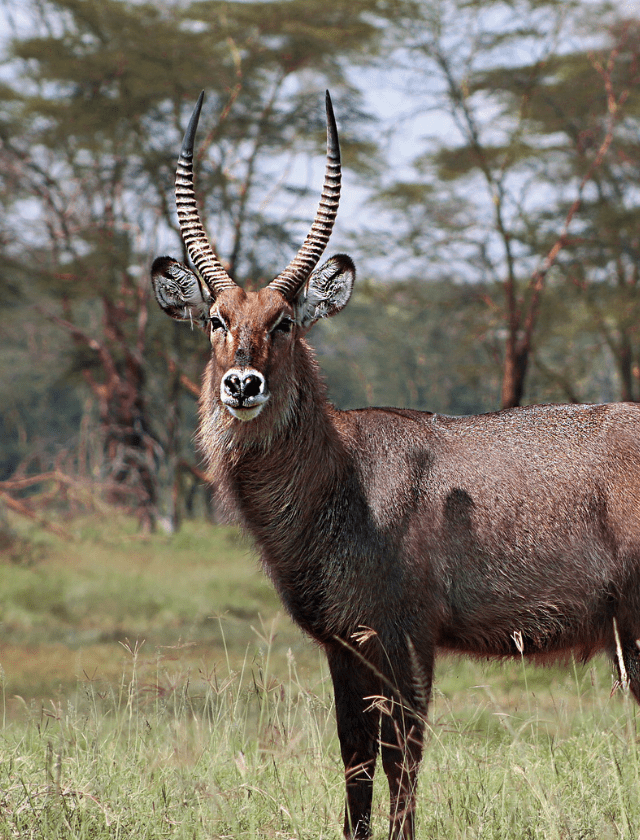 Waterbuck