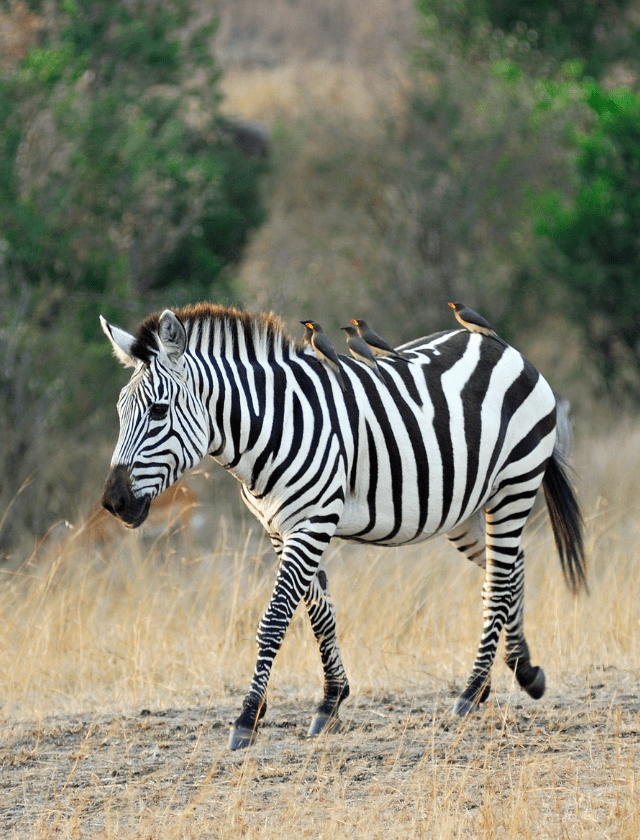 Zebra